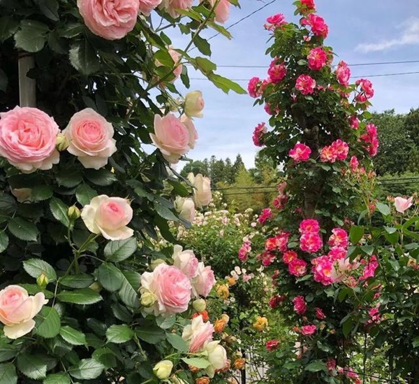 Ngắm vườn hồng tự nhiên nhà người ta đẹp đến mức muốn nghẹt thở-14