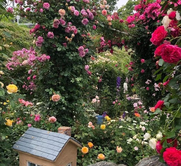 Ngắm vườn hồng tự nhiên nhà người ta đẹp đến mức muốn nghẹt thở-15