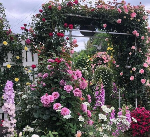 Ngắm vườn hồng tự nhiên nhà người ta đẹp đến mức muốn nghẹt thở-16