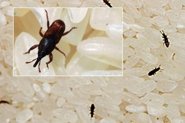 Bỏ thứ này vào gạo để nửa năm cũng không lo có mọt, đơn giản mà hóa ra nhiều người chưa biết-1