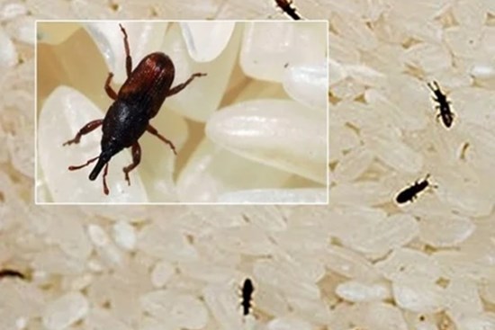 Bỏ thứ này vào gạo để nửa năm cũng không lo có mọt, đơn giản mà hóa ra nhiều người chưa biết