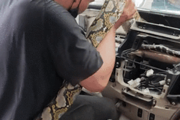 Tài xế 'rùng mình' khi phát hiện trăn khổng lồ mắc kẹt trong xe