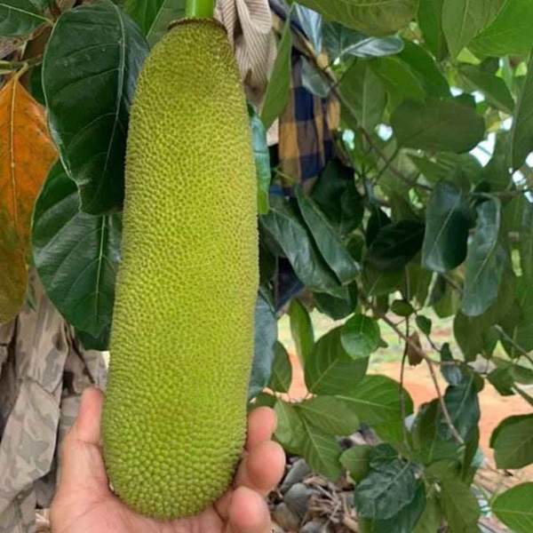 Kỳ lạ giống mít quả dài cả mét như đột biến, 2 người mới khiêng nổi-2