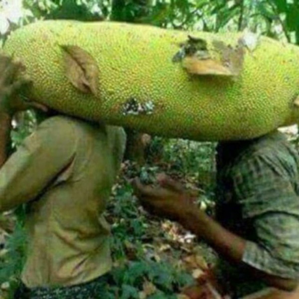 Kỳ lạ giống mít quả dài cả mét như đột biến, 2 người mới khiêng nổi-3