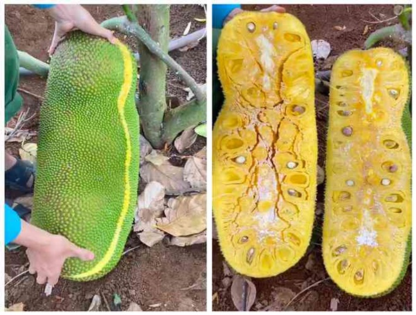 Kỳ lạ giống mít quả dài cả mét như đột biến, 2 người mới khiêng nổi-4