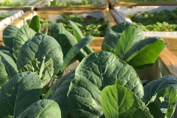 Ước mơ một khu vườn xanh tốt, bà mẹ trẻ sốc nặng vì trồng rau khó như làm thơ”, cuối cùng thì cũng thu được trái ngọt sau bao đau thương”-24