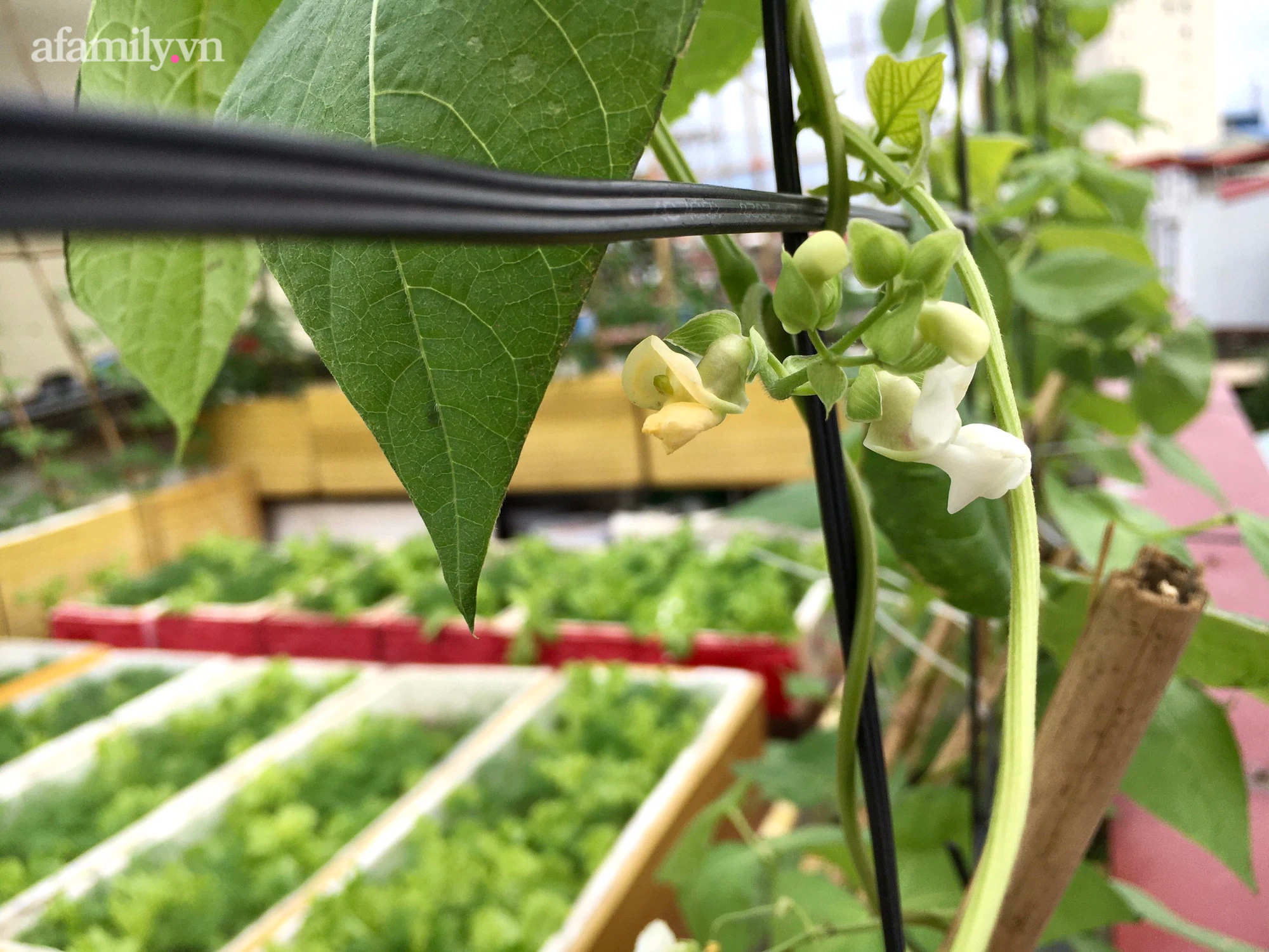 Vườn rau xanh mướt trên tầng thượng rộng 50m² của mẹ đảm ở Hải Phòng khiến hội chị em mê mẩn-14