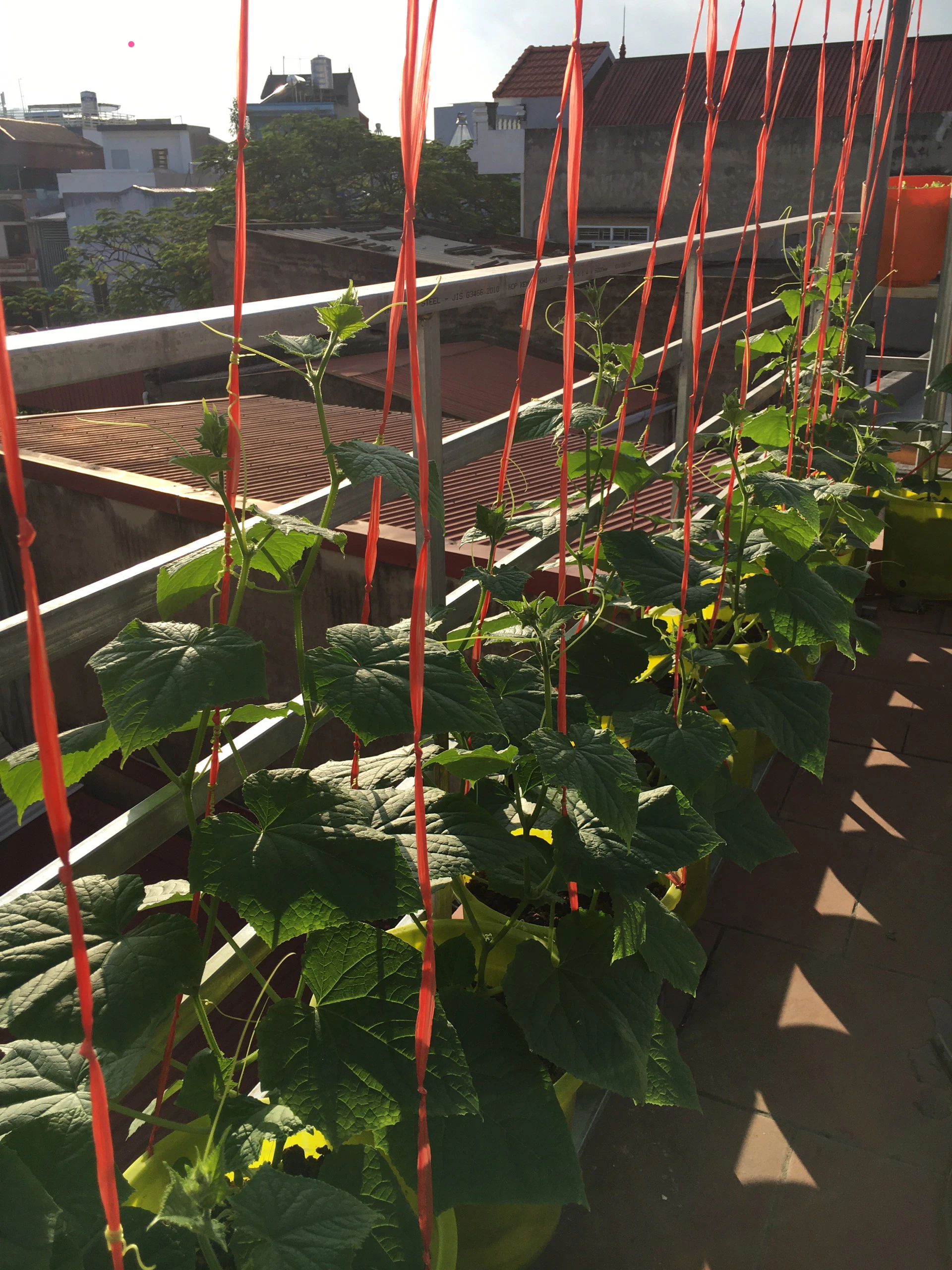 Vườn rau xanh mướt trên tầng thượng rộng 50m² của mẹ đảm ở Hải Phòng khiến hội chị em mê mẩn-15