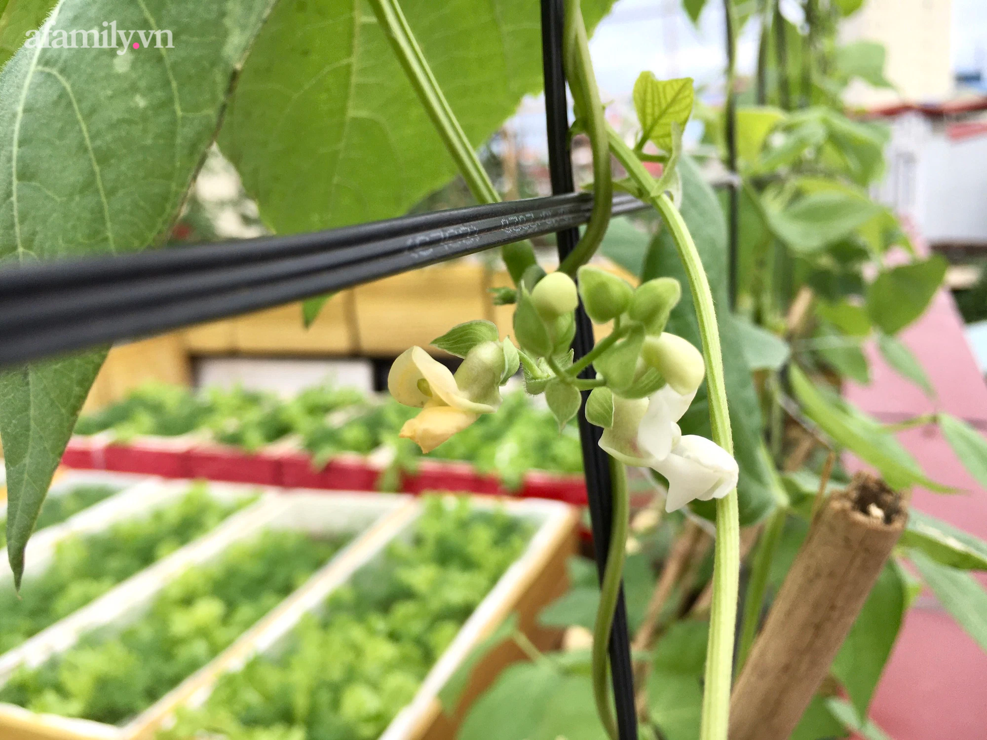 Vườn rau xanh mướt trên tầng thượng rộng 50m² của mẹ đảm ở Hải Phòng khiến hội chị em mê mẩn-16