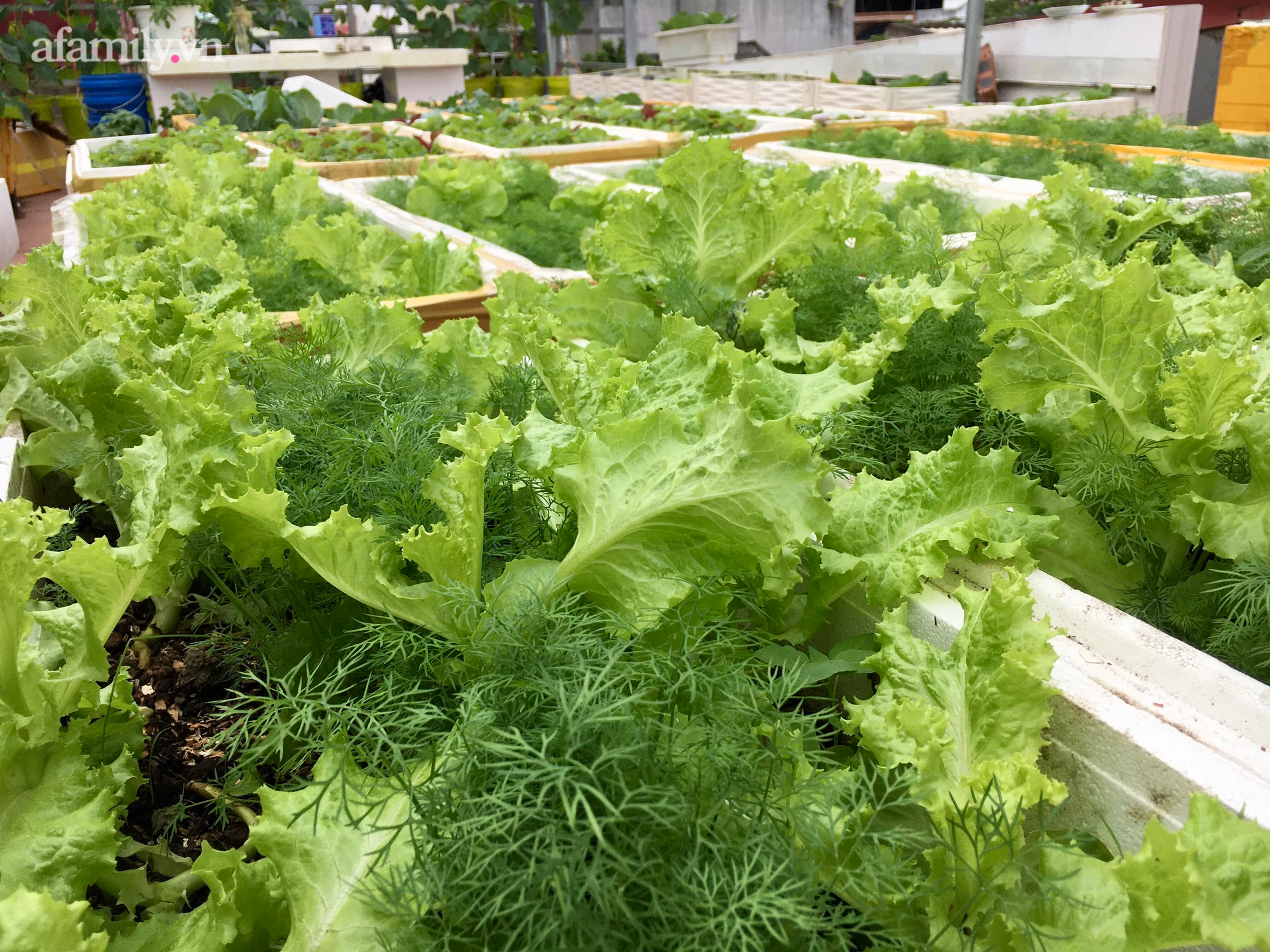 Vườn rau xanh mướt trên tầng thượng rộng 50m² của mẹ đảm ở Hải Phòng khiến hội chị em mê mẩn-10