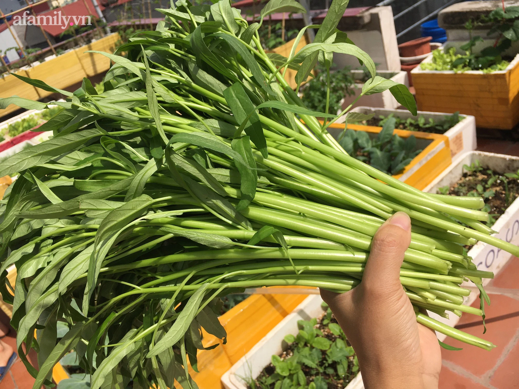 Vườn rau xanh mướt trên tầng thượng rộng 50m² của mẹ đảm ở Hải Phòng khiến hội chị em mê mẩn-17