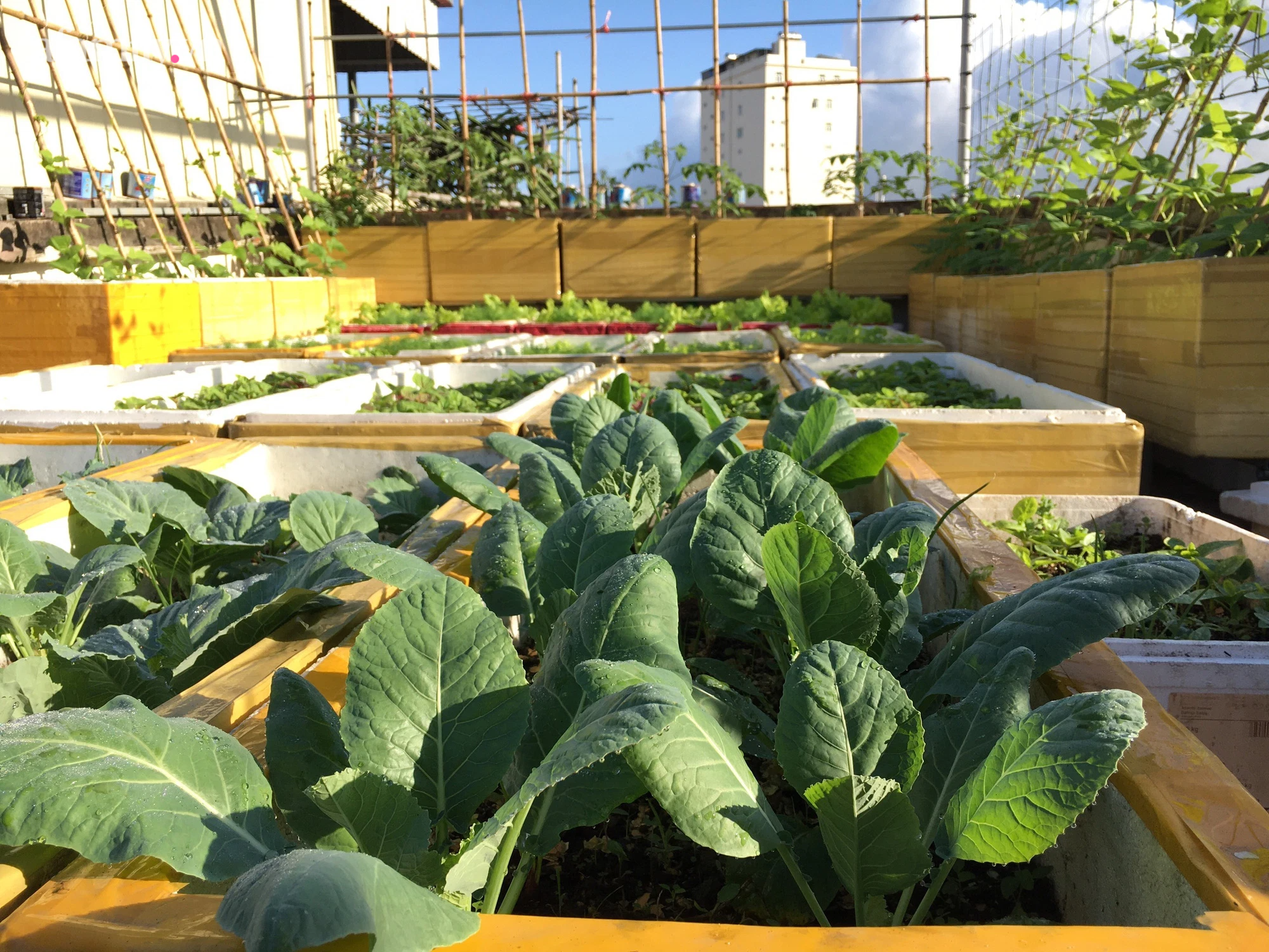 Vườn rau xanh mướt trên tầng thượng rộng 50m² của mẹ đảm ở Hải Phòng khiến hội chị em mê mẩn-18