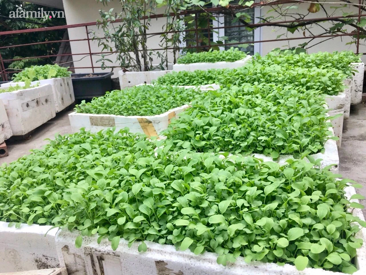 Vườn rau xanh mướt trên tầng thượng rộng 50m² của mẹ đảm ở Hải Phòng khiến hội chị em mê mẩn-19
