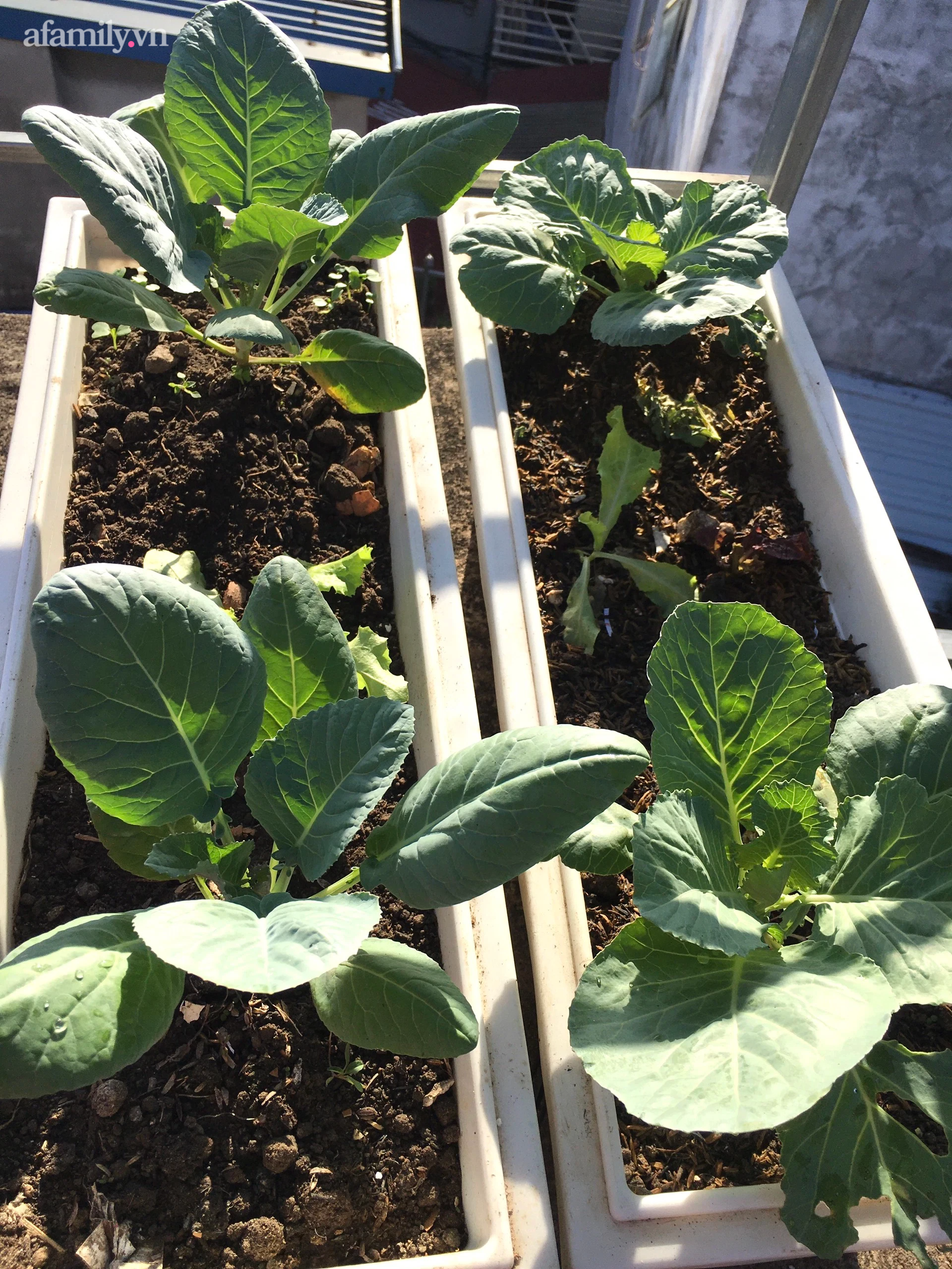 Vườn rau xanh mướt trên tầng thượng rộng 50m² của mẹ đảm ở Hải Phòng khiến hội chị em mê mẩn-21