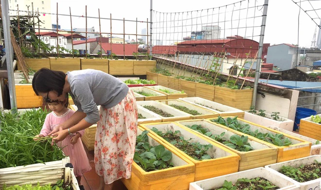 Vườn rau xanh mướt trên tầng thượng rộng 50m² của mẹ đảm ở Hải Phòng khiến hội chị em mê mẩn-5