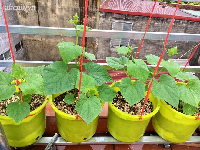 Vườn rau xanh mướt trên tầng thượng rộng 50m² của mẹ đảm ở Hải Phòng khiến hội chị em mê mẩn-7