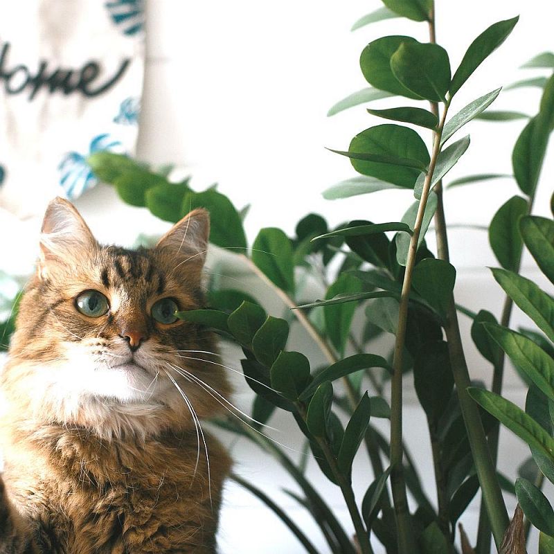 7 loại cây có thể bạn chưa từng nghe thấy tên nhưng lại thanh lọc không khí tốt nhất theo phong thủy-3