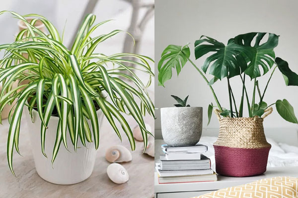 5 loại cây trồng trước nhà tài lộc rầm rộ kéo tới, 1 loại cây nên tránh kẻo vận khí lao dốc-2