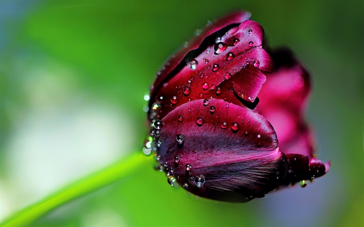 Tử vi tuần mới 15/11 - 21/11: Tuổi Tý tài lộc rực rỡ, tuổi Mão sóng gió khó lường-1