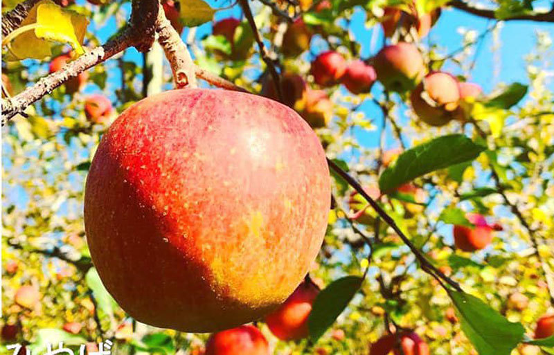 Quả táo cùng tên: Hàng Nhật 1,5 triệu/kg, đồ Tàu đổ đống rẻ như rau-1