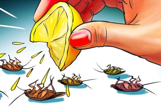 11 cách đuổi sạch gián cực kì hiệu quả