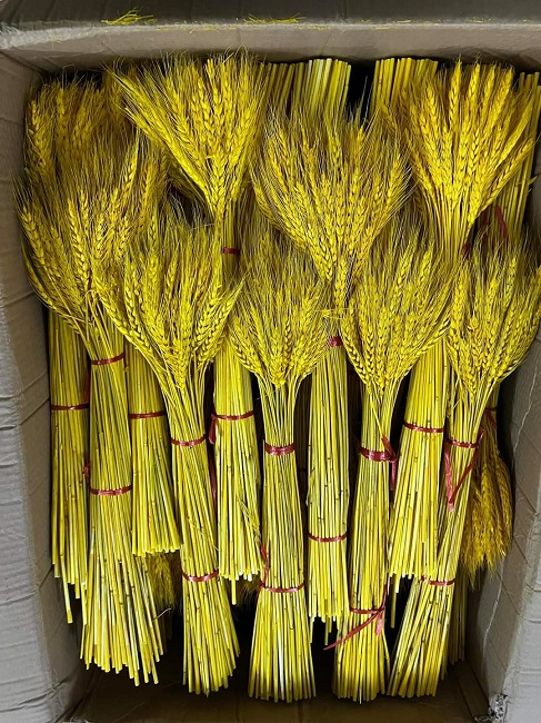 Chán hoa tươi, chị em lùng mua lúa mì về cắm, tiểu thương bán hàng nghìn bó/ngày-2