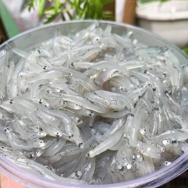 Đi chợ mua cá nếu thấy 3 loại này thì phải mua ngay vì gần như sạch nhất, nhất là không chứa thủy ngân hại gan thận-2