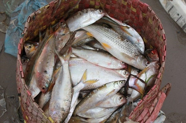 Đi chợ mua cá nếu thấy 3 loại này thì phải mua ngay vì gần như sạch nhất, nhất là không chứa thủy ngân hại gan thận-3