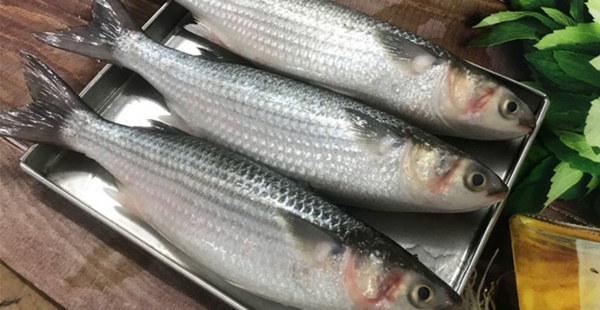 Đi chợ mua cá nếu thấy 3 loại này thì phải mua ngay vì gần như sạch nhất, nhất là không chứa thủy ngân hại gan thận-4