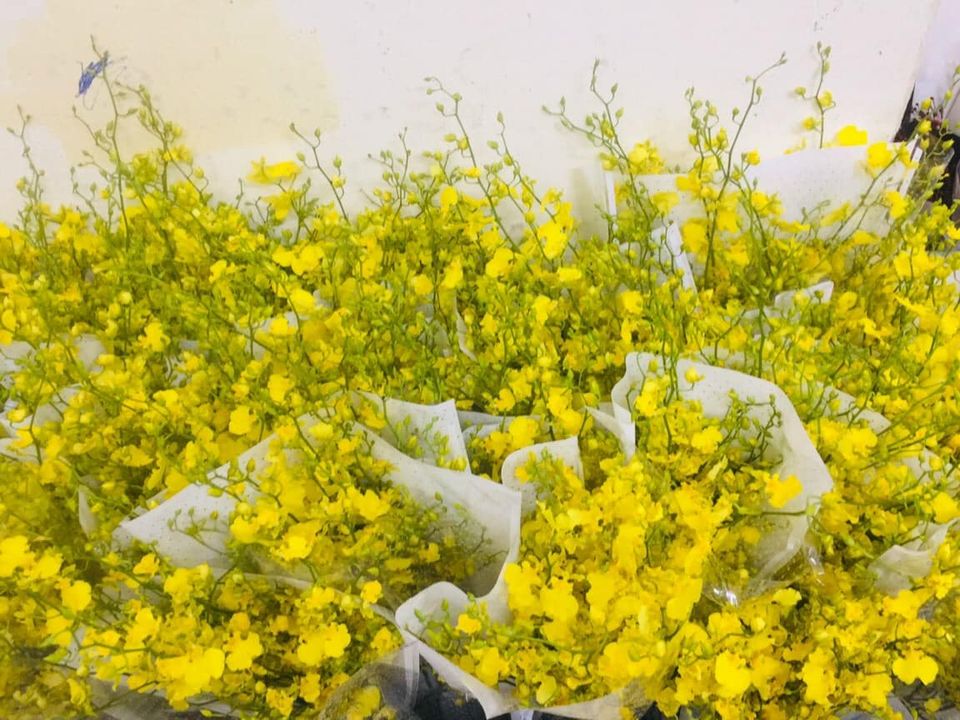 Lan vũ nữ kiêu sa, bền lại sang khiến các chị em mê hoa không thể không mua về cắm-2