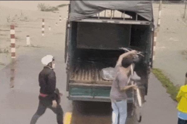 Clip: Bò quỳ gối trước người nuôi dưỡng trước khi bị bán đi-1