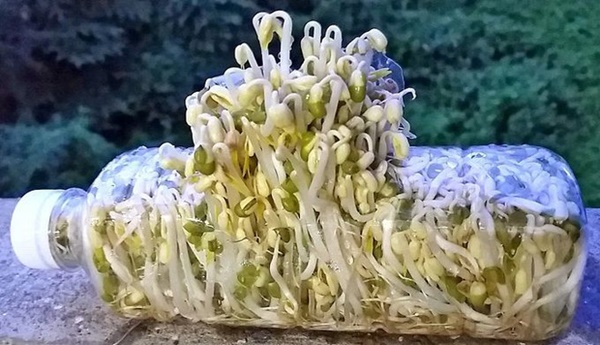 Hướng dẫn cách làm giá đỗ bằng chai nhựa đơn giản, nhàn tênh, mẹ nào cũng thực hiện thành công-2