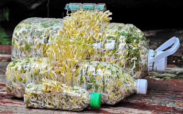 Hướng dẫn cách làm giá đỗ bằng chai nhựa đơn giản, nhàn tênh, mẹ nào cũng thực hiện thành công-3