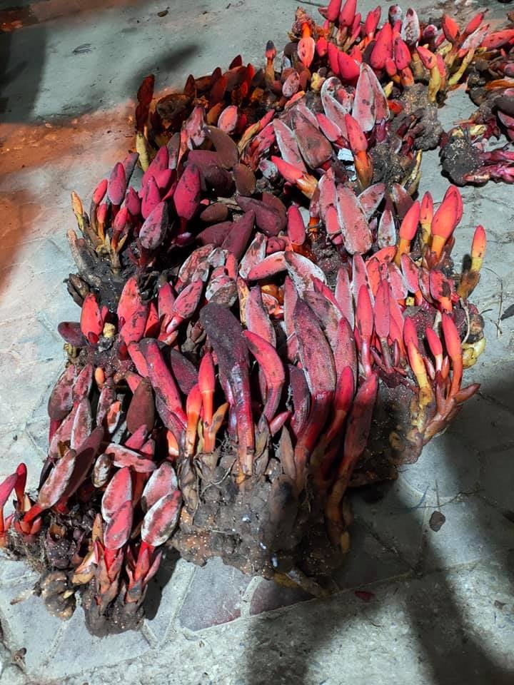 Ba đặc sản ví như thần dược phòng the hút khách đắt cỡ nào?-1