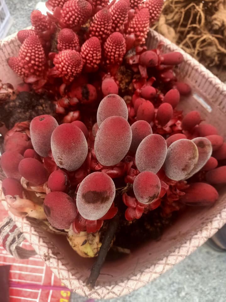 Ba đặc sản ví như thần dược phòng the hút khách đắt cỡ nào?-3