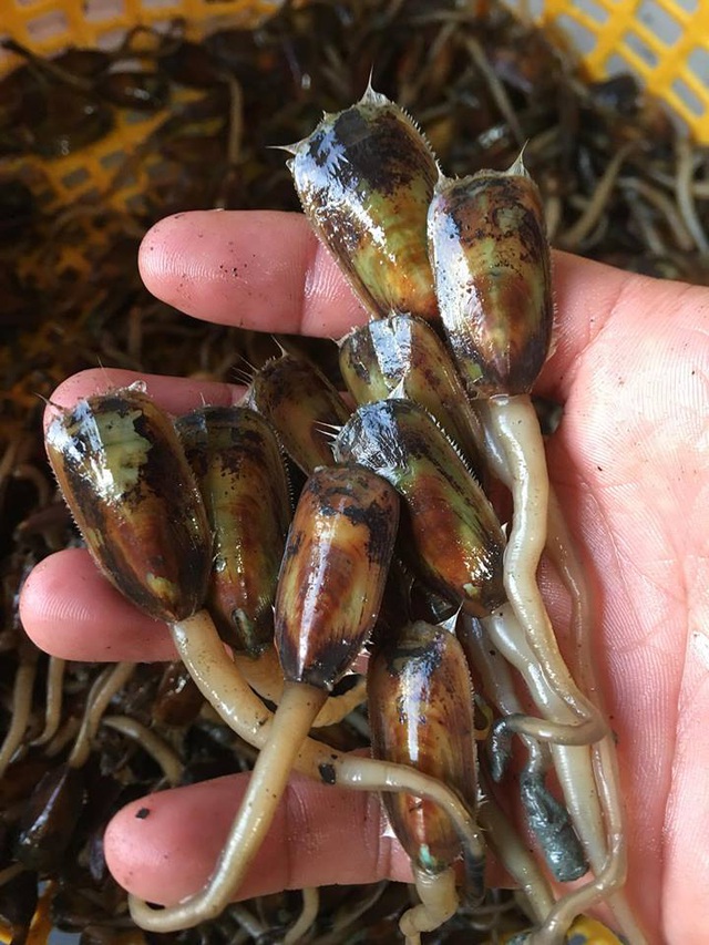 Ba đặc sản ví như thần dược phòng the hút khách đắt cỡ nào?-8