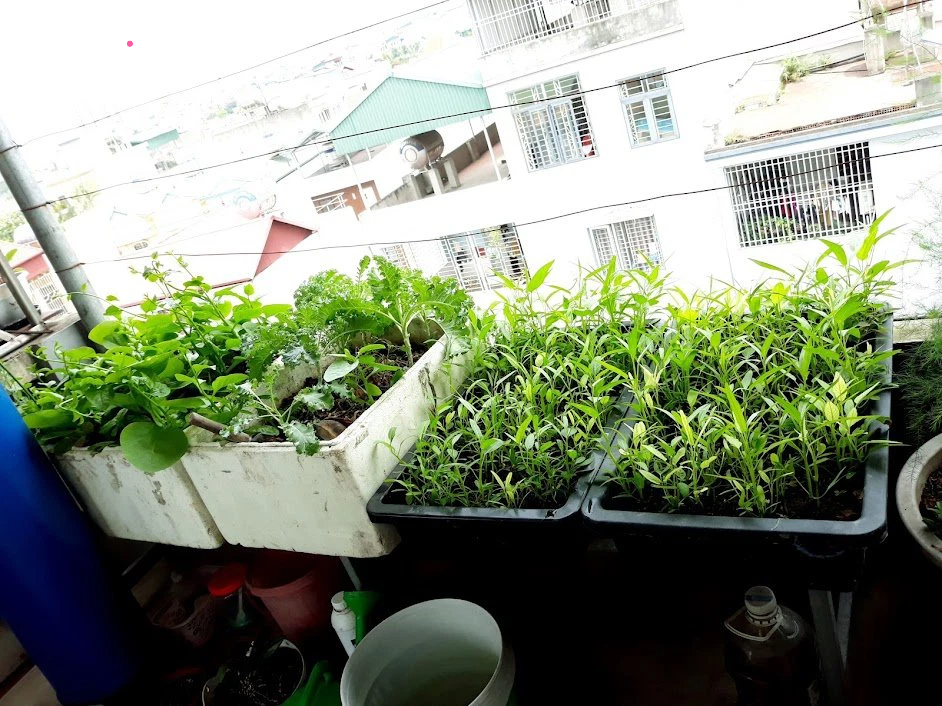 Khu vườn đủ loại rau của mẹ đảm ở Long Biên với hạt giống 0 đồng, ủ phân bón từ rác nhà bếp-2