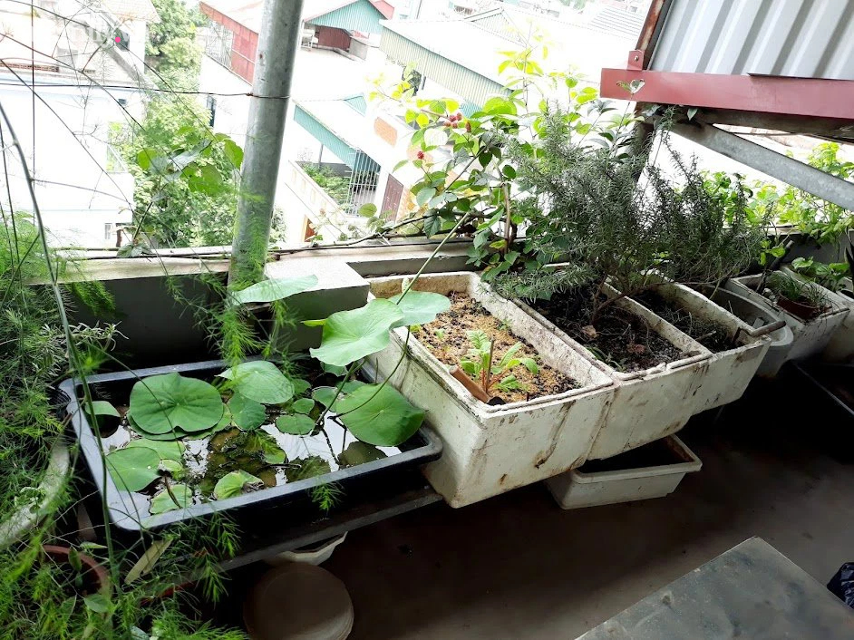 Khu vườn đủ loại rau của mẹ đảm ở Long Biên với hạt giống 0 đồng, ủ phân bón từ rác nhà bếp-3