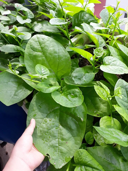 Khu vườn đủ loại rau của mẹ đảm ở Long Biên với hạt giống 0 đồng, ủ phân bón từ rác nhà bếp-9