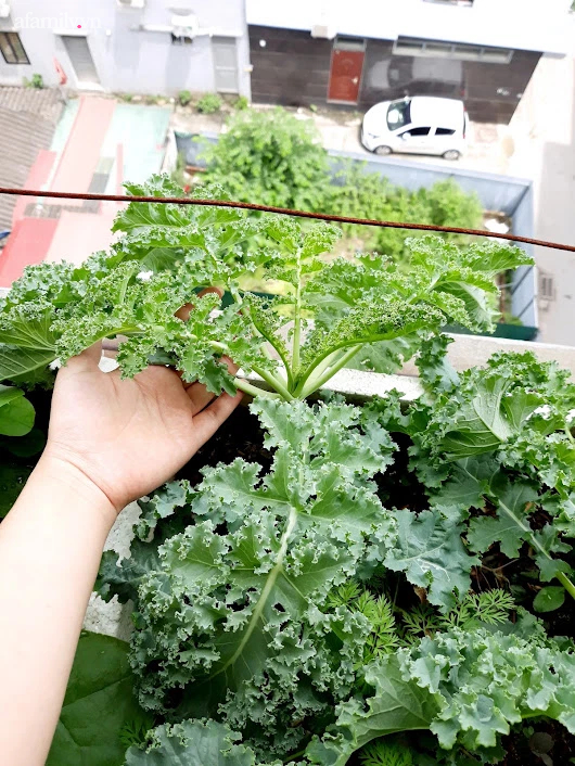 Khu vườn đủ loại rau của mẹ đảm ở Long Biên với hạt giống 0 đồng, ủ phân bón từ rác nhà bếp-6