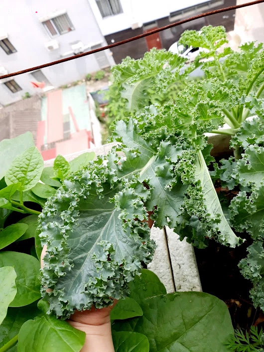 Khu vườn đủ loại rau của mẹ đảm ở Long Biên với hạt giống 0 đồng, ủ phân bón từ rác nhà bếp-7
