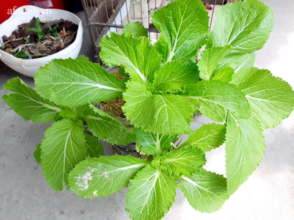 Khu vườn đủ loại rau của mẹ đảm ở Long Biên với hạt giống 0 đồng, ủ phân bón từ rác nhà bếp-11