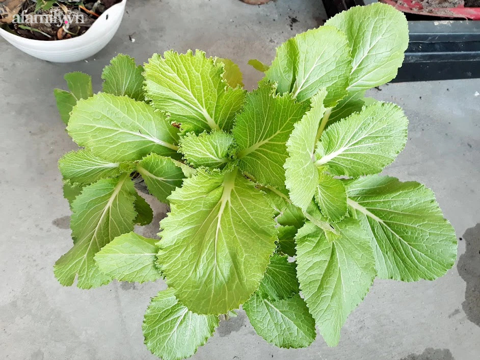 Khu vườn đủ loại rau của mẹ đảm ở Long Biên với hạt giống 0 đồng, ủ phân bón từ rác nhà bếp-13