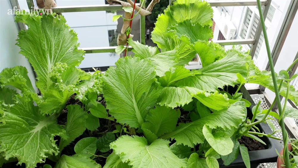 Khu vườn đủ loại rau của mẹ đảm ở Long Biên với hạt giống 0 đồng, ủ phân bón từ rác nhà bếp-14