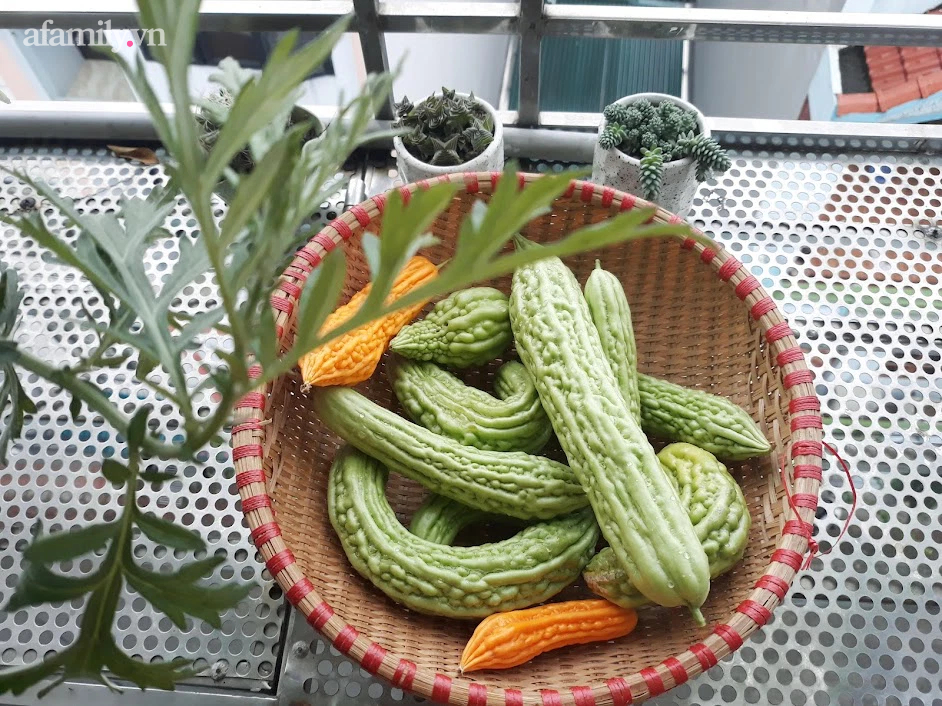 Khu vườn đủ loại rau của mẹ đảm ở Long Biên với hạt giống 0 đồng, ủ phân bón từ rác nhà bếp-15