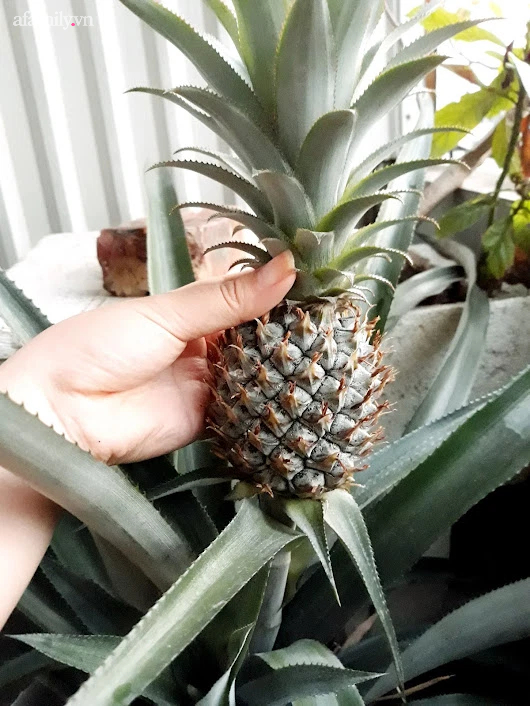 Khu vườn đủ loại rau của mẹ đảm ở Long Biên với hạt giống 0 đồng, ủ phân bón từ rác nhà bếp-16