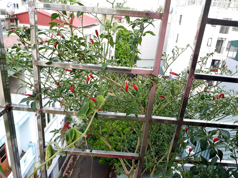 Khu vườn đủ loại rau của mẹ đảm ở Long Biên với hạt giống 0 đồng, ủ phân bón từ rác nhà bếp-18