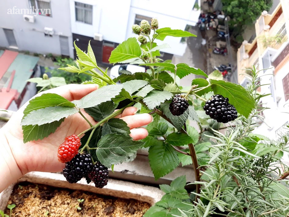 Khu vườn đủ loại rau của mẹ đảm ở Long Biên với hạt giống 0 đồng, ủ phân bón từ rác nhà bếp-20