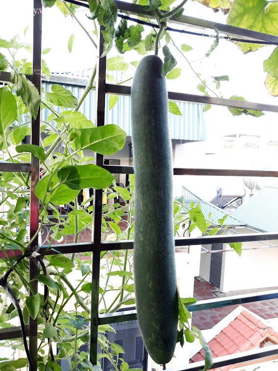 Khu vườn đủ loại rau của mẹ đảm ở Long Biên với hạt giống 0 đồng, ủ phân bón từ rác nhà bếp-21