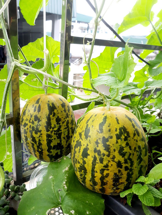 Khu vườn đủ loại rau của mẹ đảm ở Long Biên với hạt giống 0 đồng, ủ phân bón từ rác nhà bếp-24